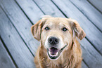 Golden Retriever portrait