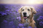 Golden Retriever portrait