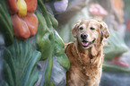 Golden Retriever portrait