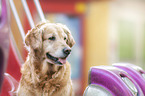 Golden Retriever portrait