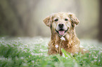 Golden Retriever portrait