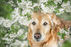 Golden Retriever portrait