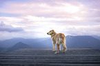 standing Golden Retriever