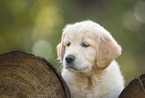 Golden Retriever puppy portrait