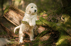 Golden Retriever puppy