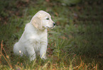 sitting Golden Retriever puppy