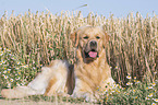 lying Golden Retriever