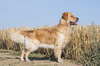 standing Golden Retriever