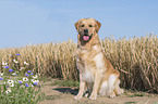 sitting Golden Retriever