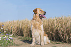 sitting Golden Retriever