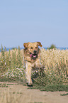 running Golden Retriever