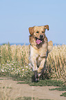 running Golden Retriever
