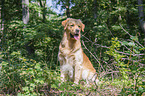 sitting Golden Retriever
