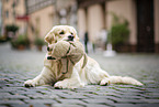 lying Golden Retriever