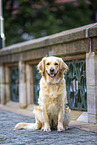 sitting Golden Retriever