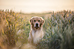 Golden Retriever Portrait