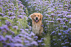 Golden Retriever Portrait