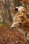 playing Golden Retriever