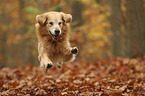 jumping Golden Retriever