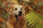 Golden Retriever Portrait