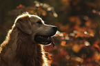 Golden Retriever Portrait