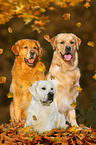 3 Golden Retriever