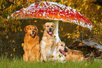 3 Golden Retriever