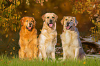 3 Golden Retriever