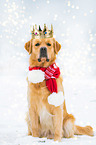 sitting Golden Retriever