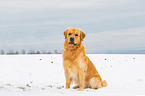 sitting Golden Retriever