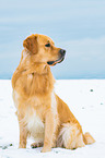 sitting Golden Retriever