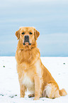 sitting Golden Retriever
