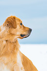 Golden Retriever Portrait