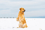 begging Golden Retriever