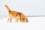 walking Golden Retriever