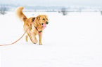 walking Golden Retriever