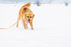 walking Golden Retriever