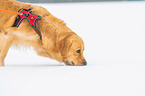 walking Golden Retriever