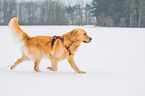 walking Golden Retriever