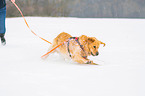 running Golden Retriever