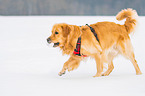 walking Golden Retriever