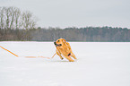 running Golden Retriever