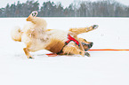 rolling Golden Retriever