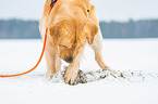 digging Golden Retriever