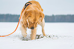 digging Golden Retriever