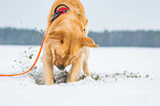 digging Golden Retriever