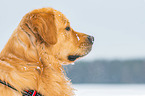 Golden Retriever Portrait