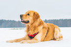 lying Golden Retriever
