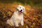 Golden Retriever Puppy