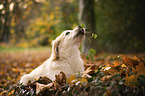 Golden Retriever Puppy